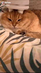 Cat Head Massage Cute Animal