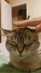 Cat Head Pat GIF