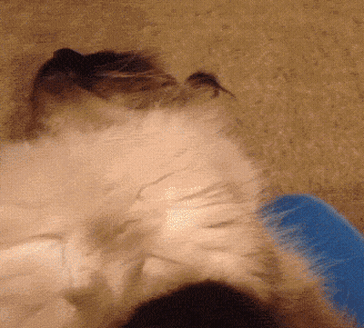 Cat Head With Blue Bowl GIF