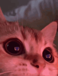 Cat Heart Eyes GIF