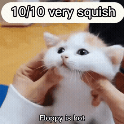 Cat Held 10/10 Very Squish Floppy Is Hot GIF