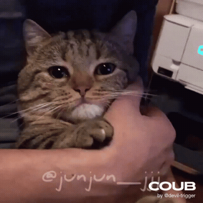 Cat Held In Arms @Junjun_jicoub GIF