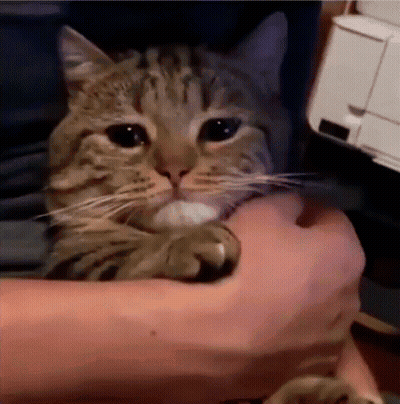 Cat Held In Arms Looking At Camera GIF