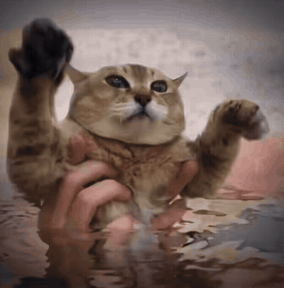 Cat Held In Hands In Water GIF
