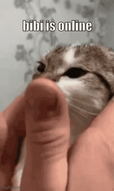 Cat Held In Hands Saying Bibi Is Online GIF