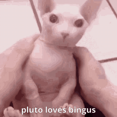 Cat Held Says Pluto Loves Bingus GIF