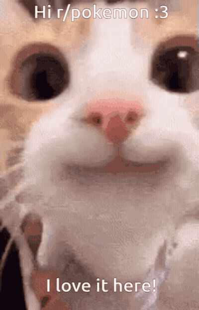 Cat Hi R/pokemon :3 I Love It Here GIF