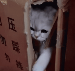 Cat Hide With Cardboard Box GIF