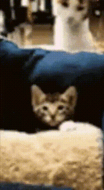 Cat Hiding Behind Blue Blanket GIF