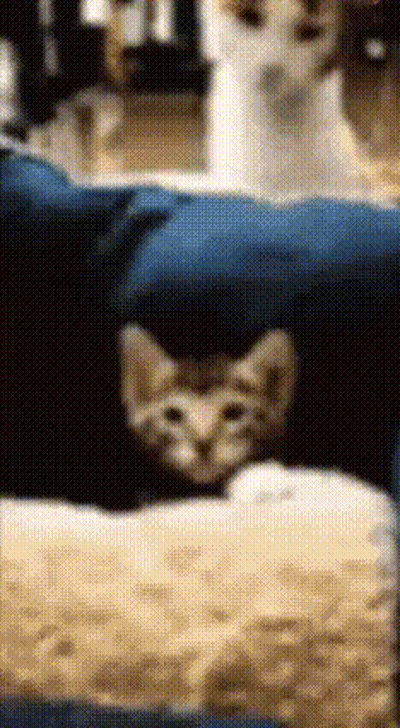 Cat Hiding Behind Blue Pillow GIF