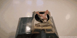 Cat Hiding On A Tank GIF