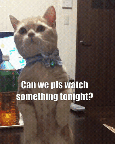 Cat Hind Legs Can We Pls Watch Something Tonight GIF