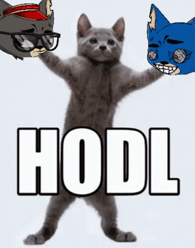 Cat Hodl GIF