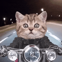 Cat Hog Rider In The Street GIF