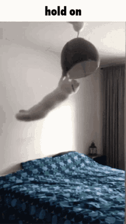 Cat Hold On GIF