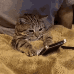 Cat Holding A Phone