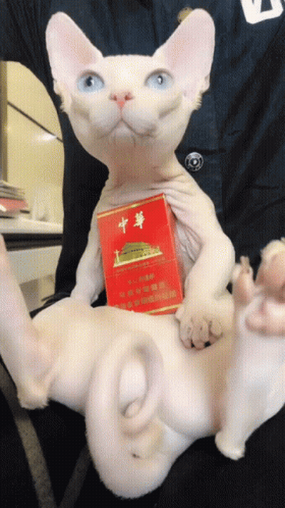 Cat Holding Cigarette Pack With Chinese Writing GIF