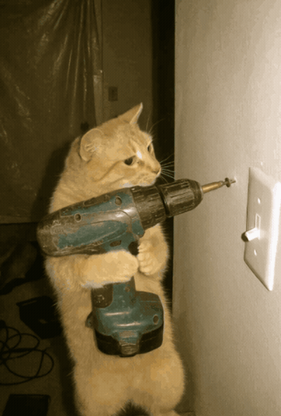 Cat Holding Drill GIF
