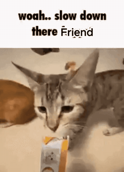 Cat Holding Food Box On Table Looking At Camera GIF