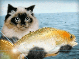 Cat Holding Goldfish With Its Paws GIF