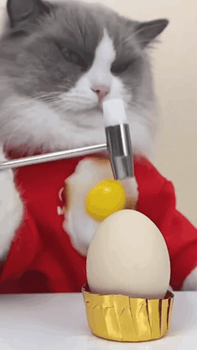 Cat Holding Hammer Over Egg GIF