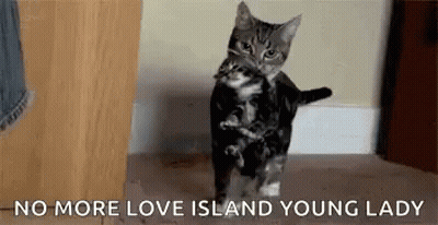 Cat Holding Kitten GIF