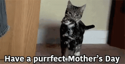 Cat Holding Kitten Purrfect Mother Day GIF