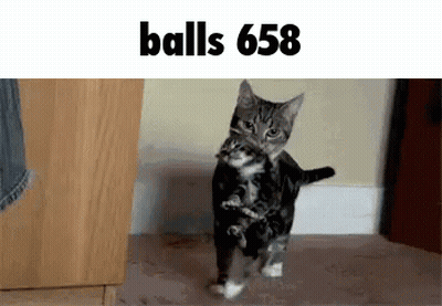 Cat Holding Kitten With Balls 658 GIF