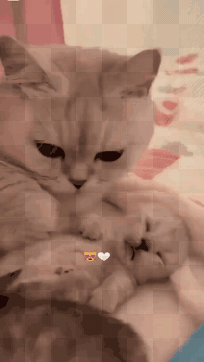 Cat Holding Kitten With Heart Face GIF