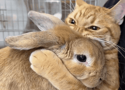 Cat Holding Rabbit Laying On Its Back GIF