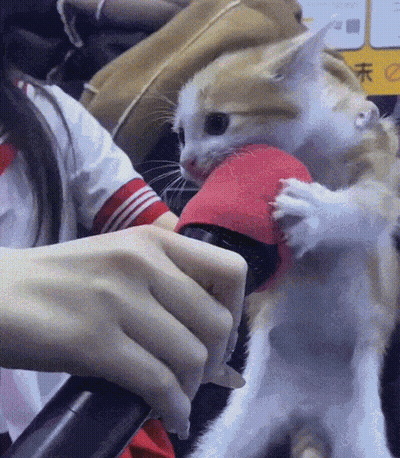 Cat Holding Red Object GIF
