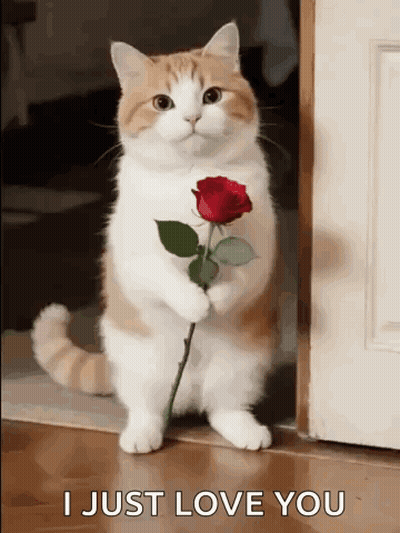 Cat Holding Red Rose Says I Just Love You GIF