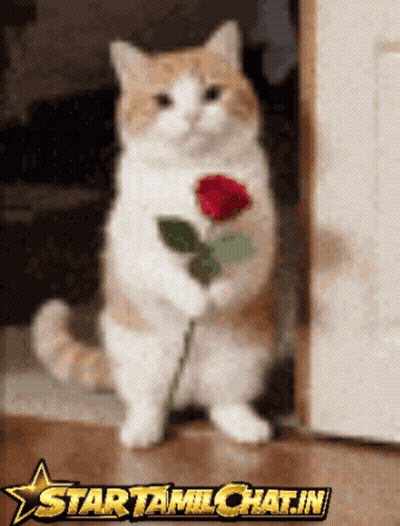 Cat Holding Red Rose Star Tamil Chat.In GIF