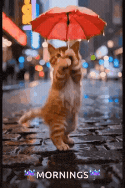 Cat Holding Red Umbrella In Rain Mornings GIF
