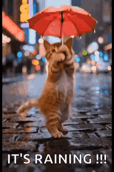 Cat Holding Red Umbrella In The Rain GIF