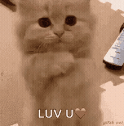 Cat Holding Remote Control Saying Luv U GIF