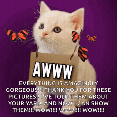 Cat Holding Sign Saying Awww GIF