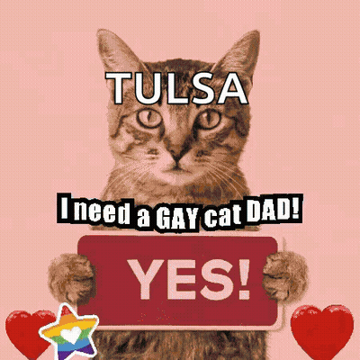 Cat Holding Sign Saying I Need A Gay Cat Dad GIF