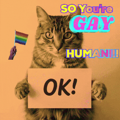 Cat Holding Sign Saying Ok GIF