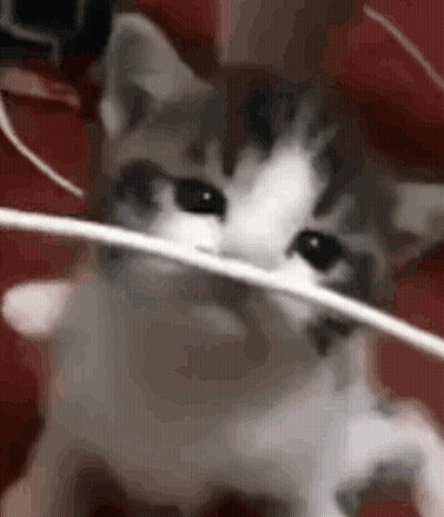 Cat Holding String In Mouth Looking At Camera GIF