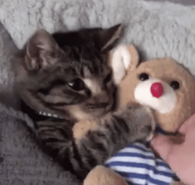 Cat Holding Stuffed Animal In Paws GIF