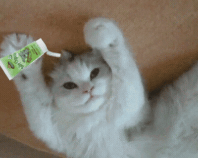 Cat Holding Tube Of Cat Food GIF