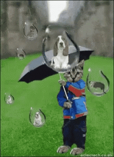 Cat Holding Umbrella With Dog In Bubble GIF