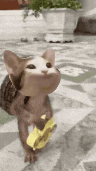 Cat Holding Yellow Object Walking On Tiled Floor GIF