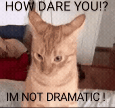 Cat How Dare You Im Not Dramatic GIF