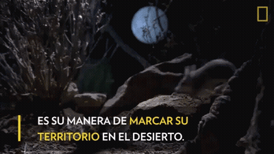 Cat Howling In The Dark Es Su Manera De Marcar Su GIF