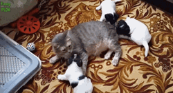Cat Hug Baby Puppy Dogs GIF