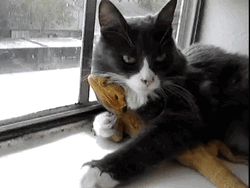 Cat Hug Bearded Dragon This Is Mine GIF