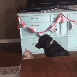 Cat Hug Black Dog Friend Love You GIF