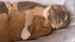  Cat Hug Cosy Cuddling Friend Pets GIF